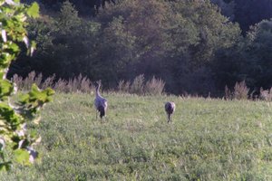 DSCF5347.JPG