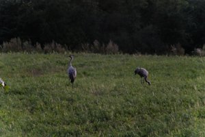 DSCF5348.JPG