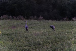 DSCF5355.JPG