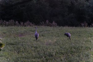 DSCF5365.JPG