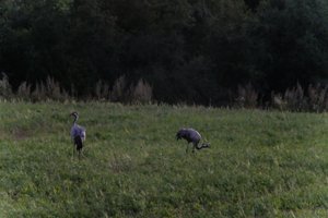 DSCF5372.JPG