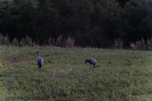 DSCF5373.JPG