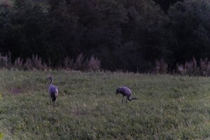 DSCF5375.JPG