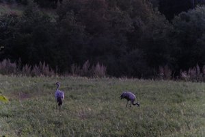 DSCF5377.JPG
