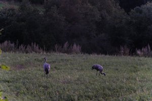 DSCF5378.JPG