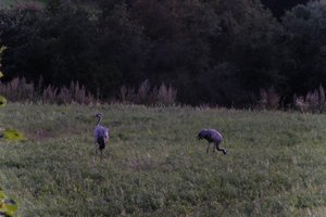 DSCF5379.JPG