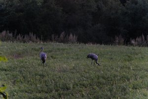 DSCF5380.JPG
