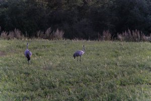 DSCF5384.JPG