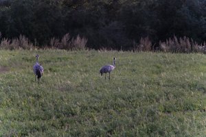 DSCF5385.JPG