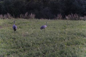 DSCF5386.JPG