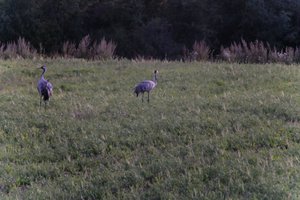 DSCF5387.JPG