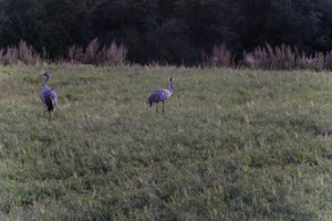 DSCF5388.JPG