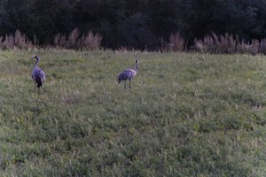 DSCF5389.JPG