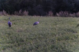 DSCF5390.JPG