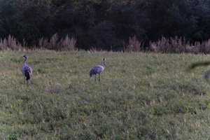 DSCF5393.JPG