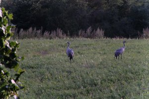 DSCF5406.JPG