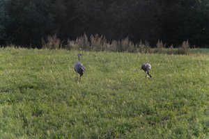 DSCF5408.JPG