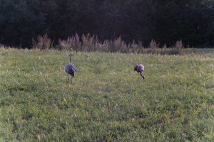 DSCF5411.JPG