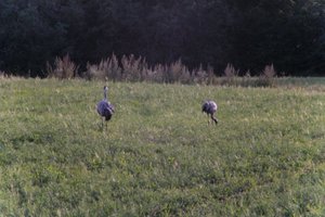 DSCF5412.JPG