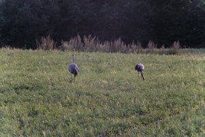 DSCF5415.JPG
