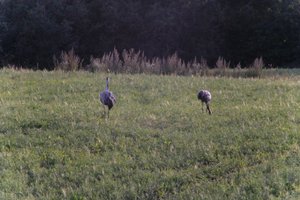 DSCF5416.JPG