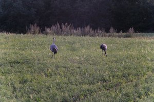 DSCF5417.JPG