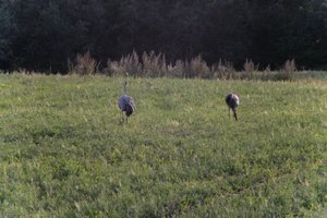 DSCF5423.JPG
