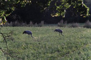 DSCF5424.JPG