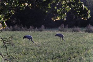 DSCF5425.JPG