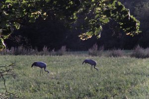 DSCF5426.JPG