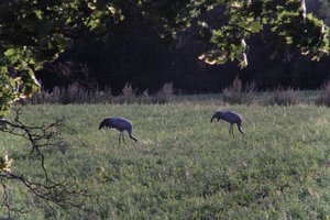 DSCF5433.JPG
