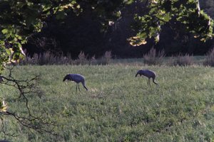DSCF5435.JPG