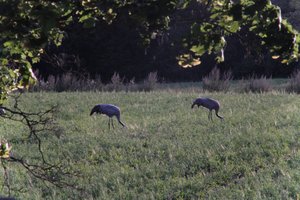 DSCF5436.JPG