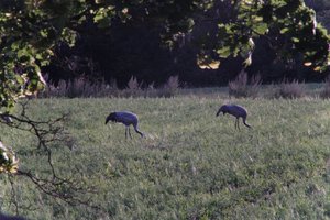 DSCF5437.JPG