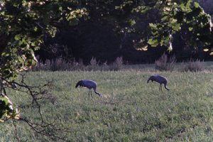 DSCF5438.JPG