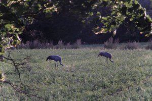 DSCF5440.JPG