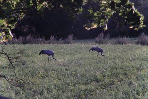 DSCF5441.JPG