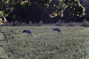 DSCF5442.JPG