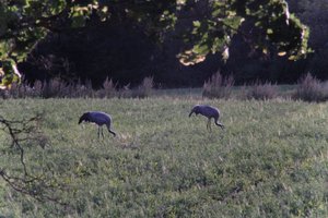 DSCF5443.JPG