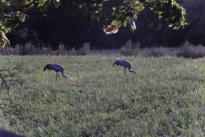DSCF5445.JPG