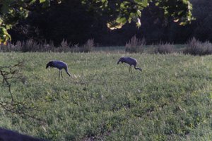 DSCF5446.JPG