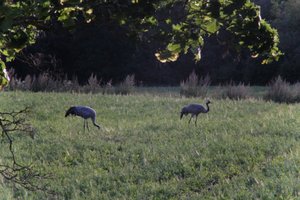 DSCF5447.JPG