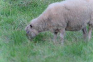 DSCF5470.JPG
