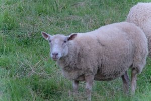 DSCF5480.JPG