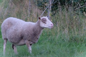 DSCF5507.JPG