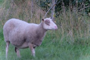 DSCF5511.JPG
