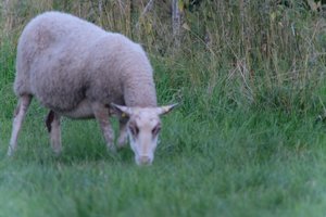 DSCF5518.JPG